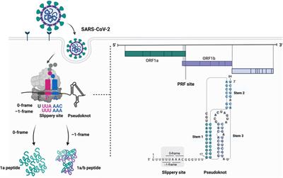 Thinking Outside the Frame: Impacting Genomes Capacity by Programmed Ribosomal Frameshifting